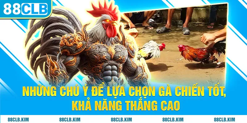 Những chú ý để lựa chọn gà chiến tốt, khả năng thắng cao